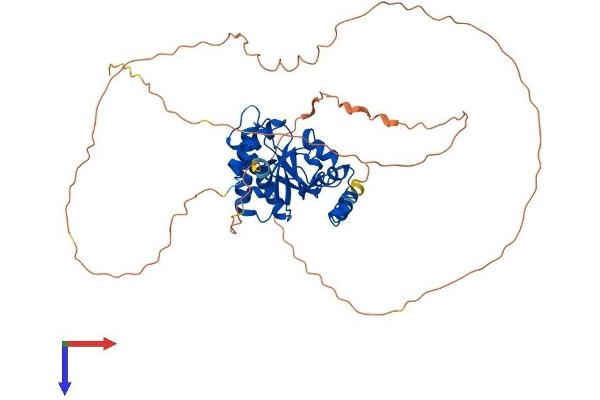 MACROD2 Protein (AA 1-475) (His tag)