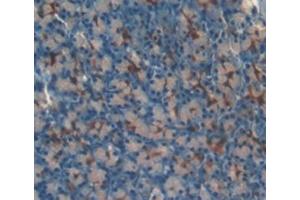 Detection of LOXL3 in Mouse Pancreas Tissue using Polyclonal Antibody to Lysyl Oxidase Like Protein 3 (LOXL3) (LOXL3 Antikörper  (AA 509-712))