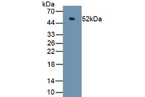 Detection of Recombinant CHGA, Porcine using Polyclonal Antibody to Chromogranin A (CHGA) (Chromogranin A Antikörper  (AA 17-446))