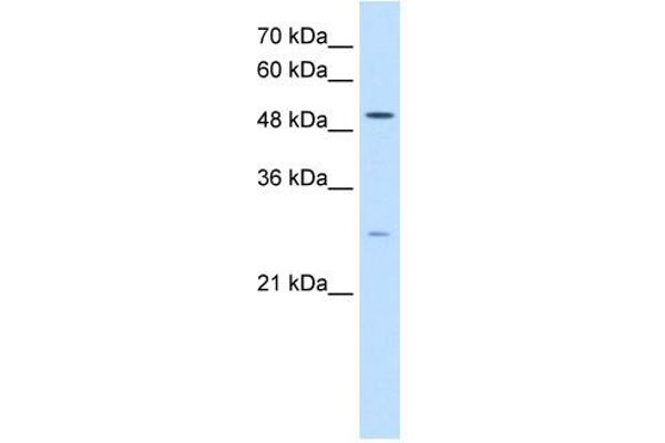 RRP1 Antikörper  (C-Term)