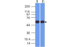 Image no. 1 for anti-Trk-Fused Gene (TFG) (AA 196-400) antibody (ABIN5027602) (TFG Antikörper  (AA 196-400))