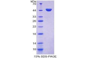 SDS-PAGE analysis of Mouse Caveolin 1 Protein. (Caveolin-1 Protein)