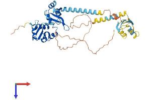 SSB Protein (AA 1-415) (His tag)