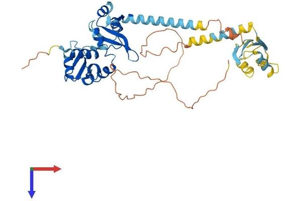 SSB Protein (AA 1-415) (His tag)