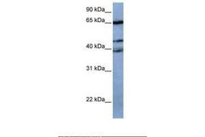Image no. 1 for anti-Zinc Finger Protein 681 (ZNF681) (AA 62-111) antibody (ABIN6739479) (ZNF681 Antikörper  (AA 62-111))