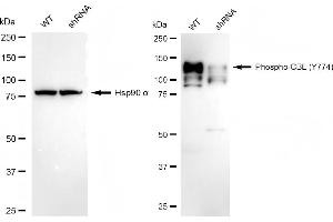 Western blotting analysis using phospho-CBL (Y774) antibody (ABIN7797878). (Rekombinanter CBL Antikörper  (pTyr774))