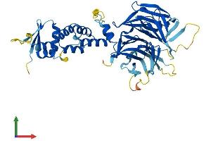 AlphaFold protein structure predicition of Mouse Recombinant Klhl42 Protein, UniprotID Q8BFQ9