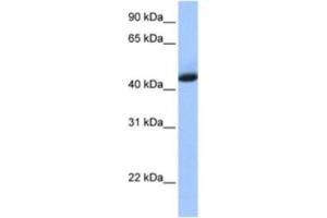 Western Blotting (WB) image for anti-KH Domain Containing, RNA Binding, Signal Transduction Associated 1 (KHDRBS1) antibody (ABIN2462221) (KHDRBS1 Antikörper)
