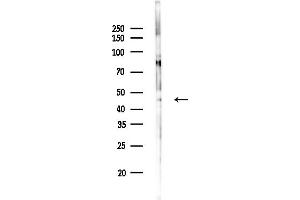 anti-N-Acyl Phosphatidylethanolamine phospholipase D (NAPEPLD) (Internal Region) antibody