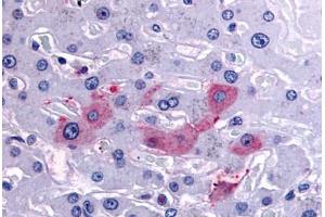 Anti-SYVN1 / HRD1 antibody  ABIN1049376 IHC staining of human liver. (SYVN1 Antikörper  (Internal Region))