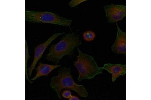 Immunofluorescence staining of methanol-fixed Hela cells using Niban Antibody. (Niban Antikörper)