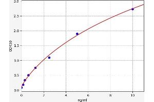 FOXO1 ELISA Kit