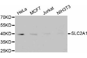Western blot analysis of extracts of various cell lines, using SLC2A1 antibody (ABIN5997113).