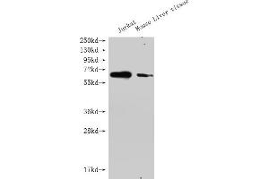 Western Blot Positive WB detected in: GPC3 antibody at 1:1000 Lane 1: Jurkat whole cell lysate Lane 2: Mouse liver tissue Secondary Goat polyclonal to Mouse IgG at 1/20000 dilution Predicted band size: 65-70KDa Observed band size: 65-70 KDa Exposure time: 5 min (Histone 3 Antikörper  (AA 25-559))