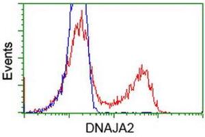 Image no. 7 for anti-DnaJ (Hsp40) Homolog, Subfamily A, Member 2 (DNAJA2) antibody (ABIN1497860) (DNAJA2 Antikörper)