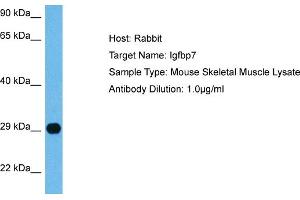 Host:  Mouse  Target Name:  IGFBP7  Sample Tissue:  Mouse Skeletal Muscle  Antibody Dilution:  1ug/ml (IGFBP7 Antikörper  (C-Term))