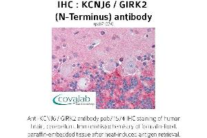 Image no. 1 for anti-Potassium Inwardly-Rectifying Channel, Subfamily J, Member 6 (KCNJ6) (N-Term) antibody (ABIN1736185) (KCNJ6 Antikörper  (N-Term))