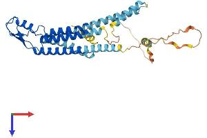 GJA4 Protein (AA 1-333) (His tag)