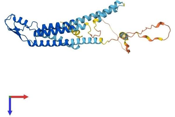 GJA4 Protein (AA 1-333) (His tag)