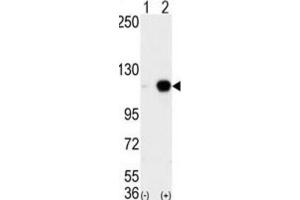Western Blotting (WB) image for anti-Lysine (K)-Specific Demethylase 1A (KDM1A) antibody (ABIN2996581) (LSD1 Antikörper)