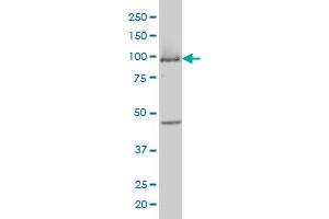 MCM3 monoclonal antibody (M01A), clone 4F7 Western Blot analysis of MCM3 expression in COLO 320 HSR . (MCM3 Antikörper  (AA 699-808))