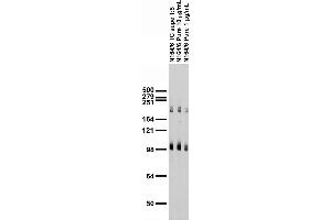 Adult rat brain membrane immunoblot.