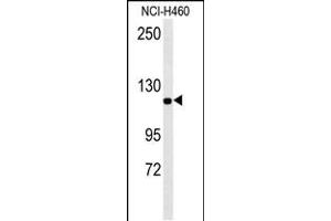 IPO7 Antibody (N-term) (ABIN651626 and ABIN2840333) western blot analysis in NCI- cell line lysates (35 μg/lane). (IPO7 Antikörper  (N-Term))
