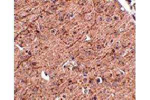 Immunohistochemistry of LASS5 in mouse brain tissue with LASS5 polyclonal antibody  at 2. (LASS5 Antikörper  (N-Term))