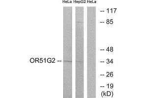 Western Blotting (WB) image for anti-Olfactory Receptor, Family 51, Subfamily G, Member 2 (OR51G2) (Internal Region) antibody (ABIN1853128) (OR51G2 Antikörper  (Internal Region))