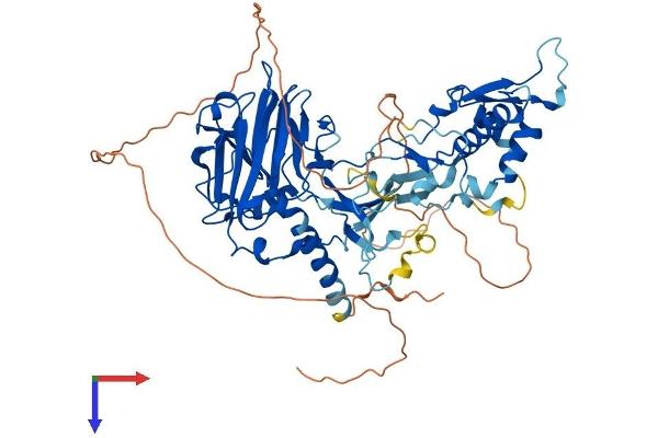ASH2L Protein (AA 1-623) (His tag)