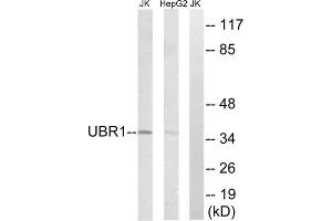 Western blot analysis of extracts from Jurkat cells and HepG2 cells, using UBR1 antibody.