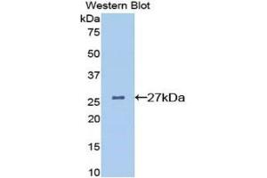Western Blotting (WB) image for anti-Clusterin (CLU) (AA 227-448) antibody (ABIN1077938)