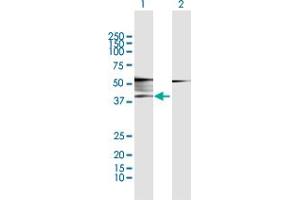 Western Blot analysis of ADRB2 expression in transfected 293T cell line by ADRB2 MaxPab polyclonal antibody. (beta 2 Adrenergic Receptor Antikörper  (AA 1-413))