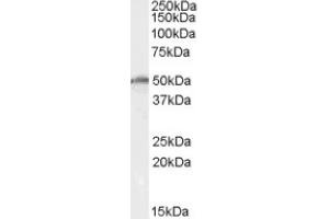 Image no. 1 for anti-DEAD (Asp-Glu-Ala-As) Box Polypeptide 19B (DDX19B) (Internal Region) antibody (ABIN375191) (DDX19B Antikörper  (Internal Region))
