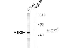 Western blots of rat testes lysate showing specific labeling of the ~49k MEK5 protein (Control). (MAP2K5 Antikörper  (pSer311, pThr315))