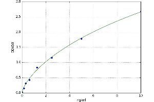 Signal-Induced Proliferation-Associated 1 Like 1 (SIPA1L1) ELISA Kit