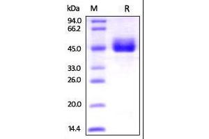 Biotinylated Human CD3E & CD3D on SDS-PAGE under reducing (R) condition.