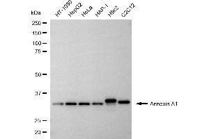 Western blotting analysis using annexin A1 antibody (ABIN7797614).