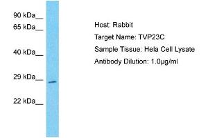 Host: Rabbit Target Name: TVP23C Sample Type: Hela Whole cell lysates Antibody Dilution: 1. (TVP23C/FAM18B2 Antikörper  (N-Term))