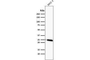 Western Blot Analysis of MCF-7 cell lysate using Bcl-2 Mouse Monoclonal Antibody (BCL2/782). (Bcl-2 Antikörper)