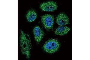 Confocal immunofluorescent analysis of RNASE3 Antibody with NCI-H460 cell followed by Alexa Fluor 488-conjugated goat anti-rabbit lgG (green). (RNASE3 Antikörper  (C-Term))