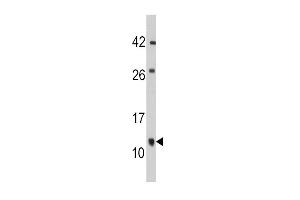 Western blot analysis of anti-FKBP1B Antibody (N-term E6) (ABIN392347 and ABIN2841986) in mouse cerebellum tissue lysates (35 μg/lane). (FKBP1B Antikörper  (N-Term))