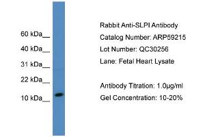 WB Suggested Anti-SLPI  Antibody Titration: 0.