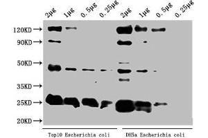 Western Blot Positive WB detected in: Top10 Escherichia coli lysate, DH5α Escherichia coli lysate All lanes: alaA antibody at 1:2000 Secondary Goat polyclonal to rabbit IgG at 1/50000 dilution Predicted band size: 46 kDa Observed band size: 46 kDa (ALAA (AA 1-405) Antikörper)
