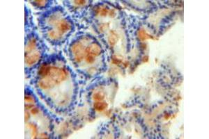 Used in DAB staining on fromalin fixed paraffin-embedded Intestine tissue (RETNLB Antikörper  (AA 24-105))