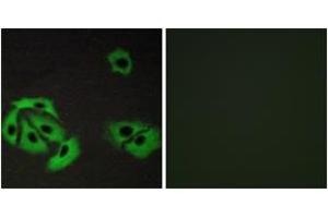 Immunofluorescence analysis of A549 cells, using BAX Antibody. (BAX Antikörper  (AA 80-129))