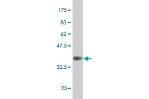 Western Blot detection against Immunogen (35.