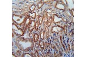 Immunohistochemistry analysis in human kidney tissue (Formalin-fixed, Paraffin-embedded) using MOSC1 Antibody , followed by peroxidase conjugated secondary antibody and DAB staining. (MOSC1 Antikörper  (Middle Region))
