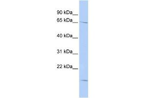 WB Suggested Anti-RANBP3 Antibody Titration: 0. (RanBP3 Antikörper  (N-Term))
