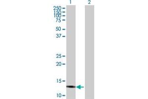 Western Blot analysis of IFITM3 expression in transfected 293T cell line by IFITM3 MaxPab polyclonal antibody. (IFITM3 Antikörper  (AA 1-133))